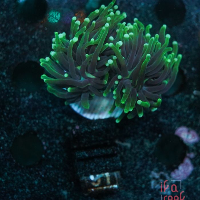Euphyllia Torch Two Heads No.91