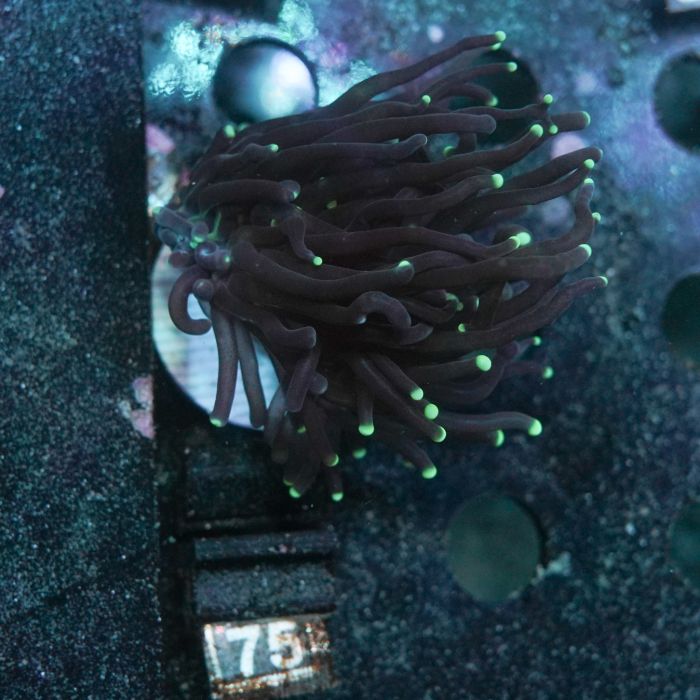 Euphyllia Torch Single Head No.75