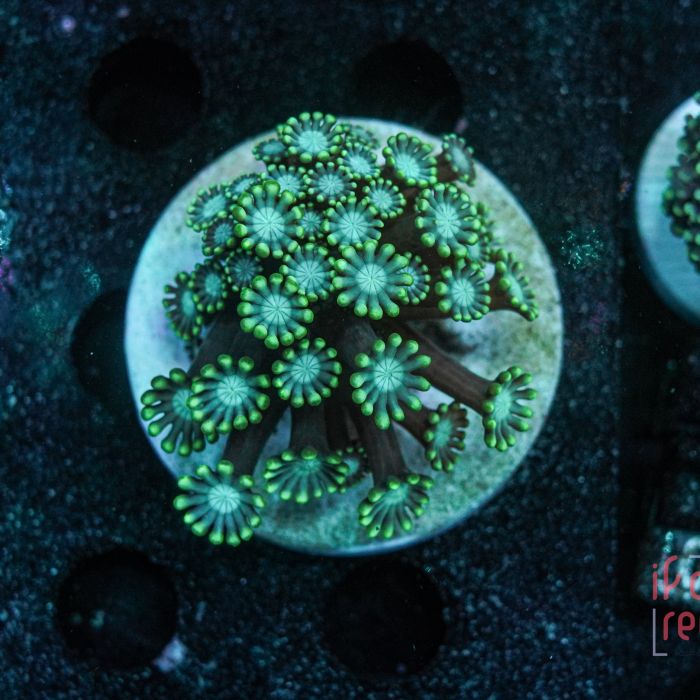 Alveopora Small Frag WYSIWYG