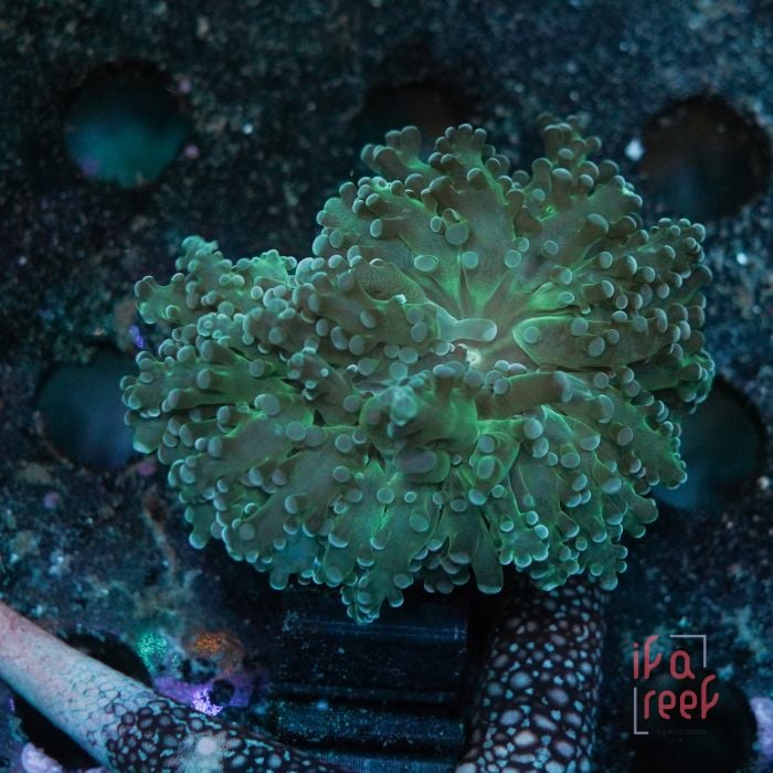 Euphyllia Yamayaensis Green No.31