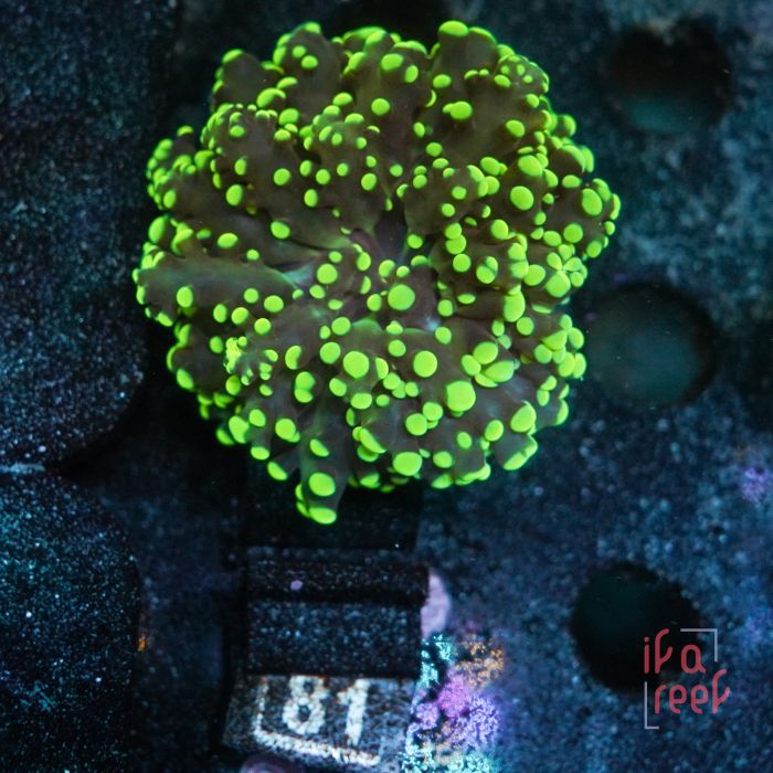 Euphyllia Yamayaensis Single Head No.81