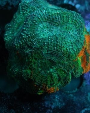 Acanthastrea Echinata Green Orange Details No.66
