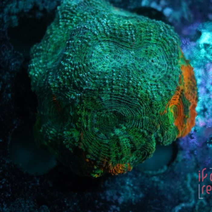 Acanthastrea Echinata Green Orange Details No.66