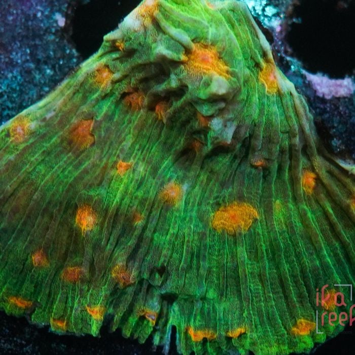 Echinophyllia sp. “orange eyes” Chalice
