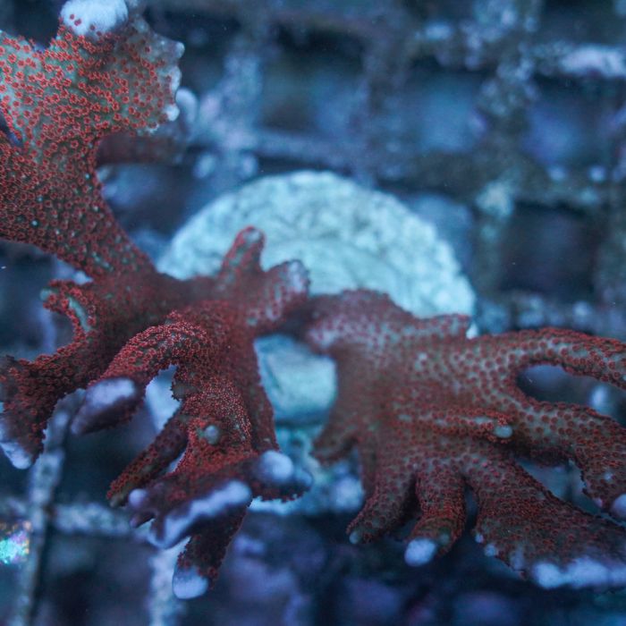 Montipora Digitata Red WYSIYWG