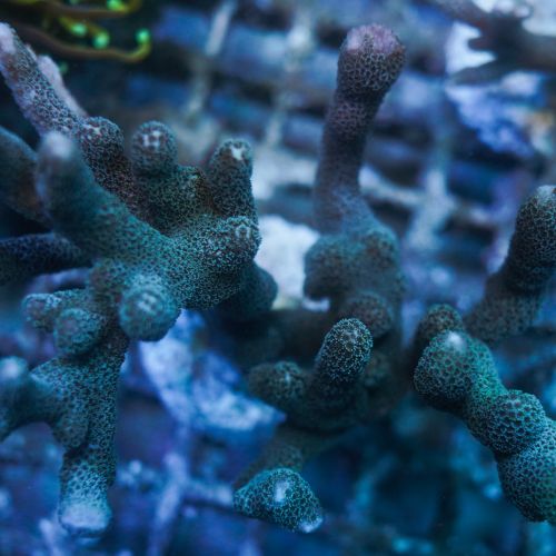 Montipora Digitata Silver Green WYSIWYG