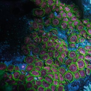 WWC PURPLE MONSTER ZOANTHIDES (Cut to Order)