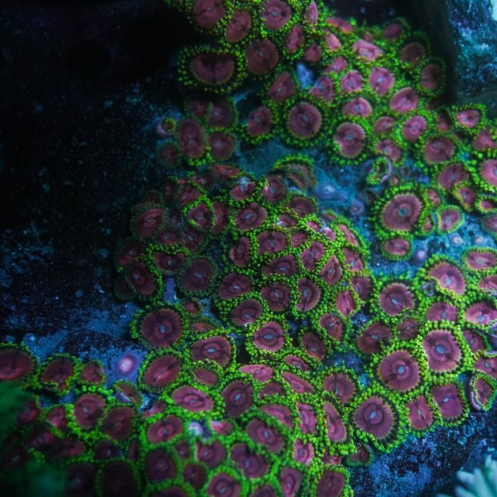 WWC PURPLE MONSTER ZOANTHIDES (Cut to Order)