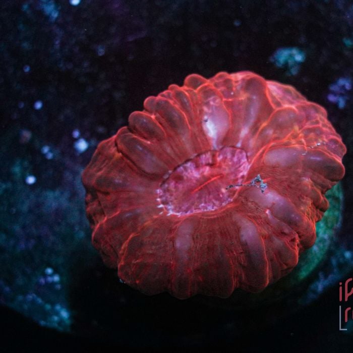 Cynarina Ultra Red WYSIWYG