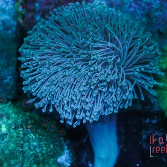 Sarcophyton L-XL WYSIWYG