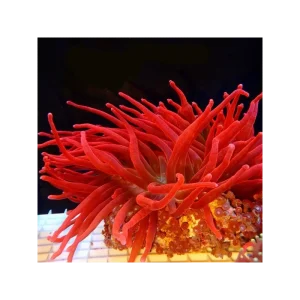 Entacmaea Quadricolor Bubble Tip Anemone (Ultra Red)