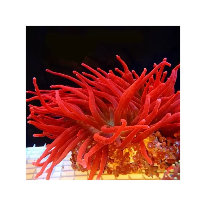 Entacmaea Quadricolor Bubble Tip Anemone (Ultra Red)