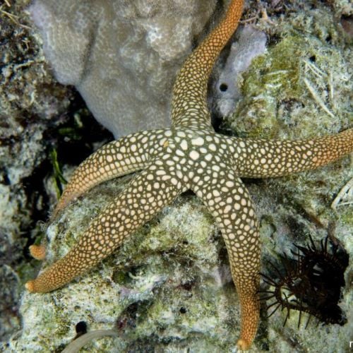 Nardoa Tuberculata
