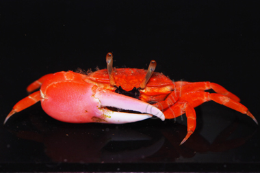 Ura Crassipes (Red fiddler crab)
