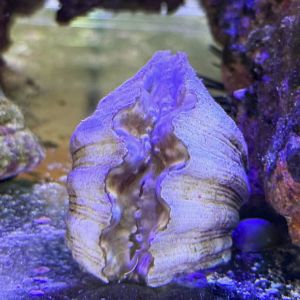 Hippopus Hippopus Clam WYSIWYG