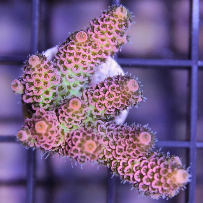 Acropora Millepora Ultra Orange (Frag)