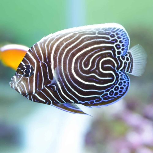 Pomacanthus Imperator T.B.