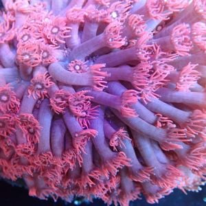 Pink Goniopora (Frag)