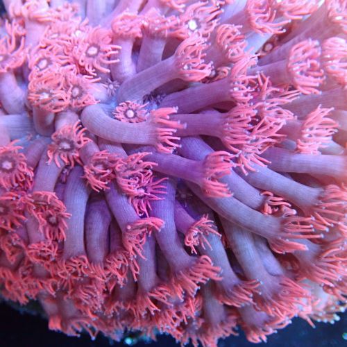 Pink Goniopora (Frag)