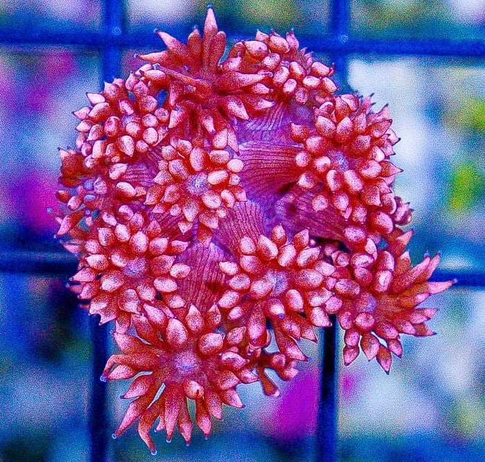 Pink Goniopora Mastergrade (Frag)