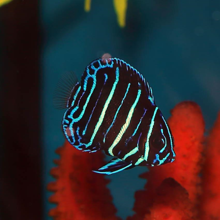 Pomacanthus Navarchus T.B.