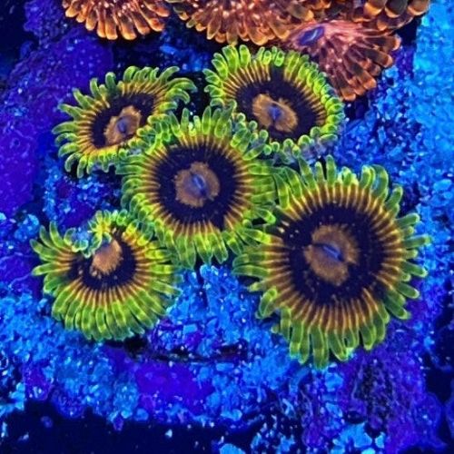 Royal Grapes Zoanthides (Frag)