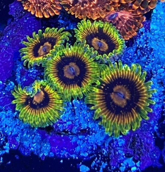 Royal Grapes Zoanthides (Frag)