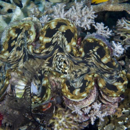 Tridacna Squamosa (6cm)