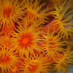 Tubastrea Faulkneri Orange (Frag)