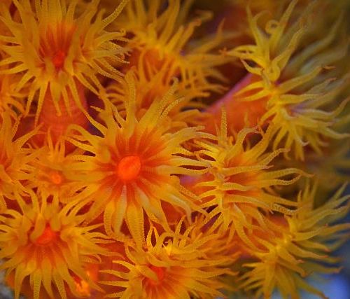 Tubastrea Faulkneri Orange (Frag)