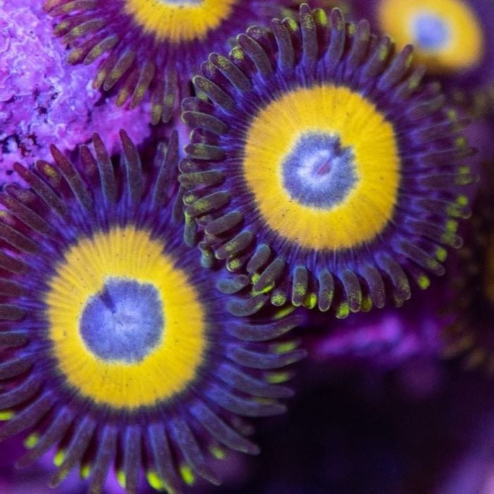 Yellow Submarine Zoas (Frag)