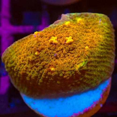 Gold Chalice Coral (Frag)