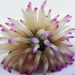 Condylactis Gigantea (Condy Anemone) Purple xxl