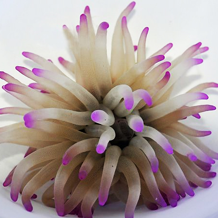Condylactis Gigantea (Condy Anemone) Purple