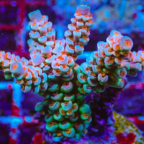 Mai Tai Tenuis Acropora Blueberry (Frag)