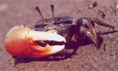 Uca Tetragonon (fiddler crab)