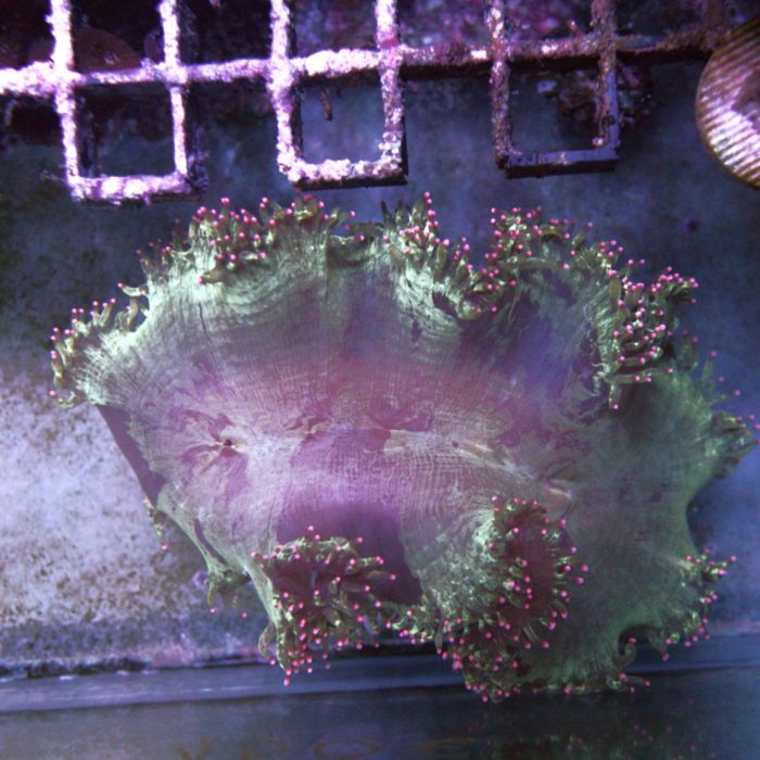 Catalaphyllia Jardinei Pink Tips WYSIWYG (L)