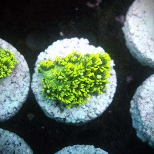 Goniopora Toxic Green (Price Per Frag)
