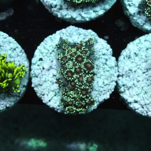 Goniopora Greenish Red Center (Price Per Frag)