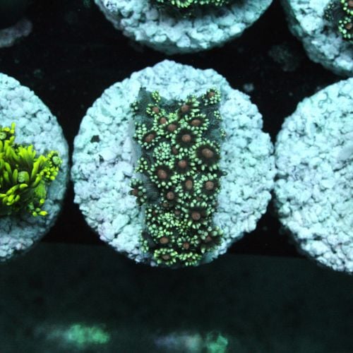 Goniopora Greenish Red Center (Price Per Frag)