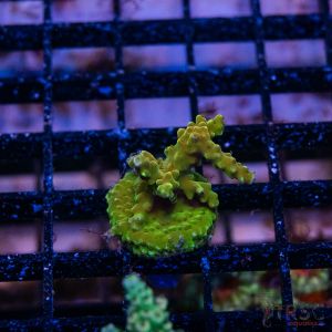 Acropora Anacropora Green Goblin (Frag)