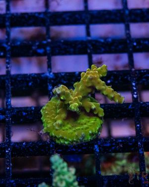 Acropora Anacropora Green Goblin (Frag)