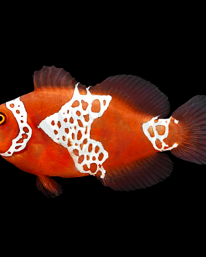 Amphiprion Biaculeatus Gibbosus Lightning