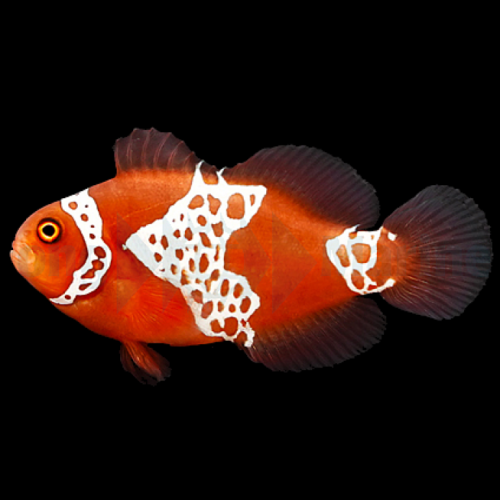 Amphiprion Biaculeatus Gibbosus Lightning