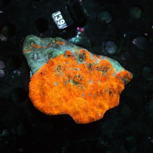 Chalise Gold Blue (L) WYSIWYG