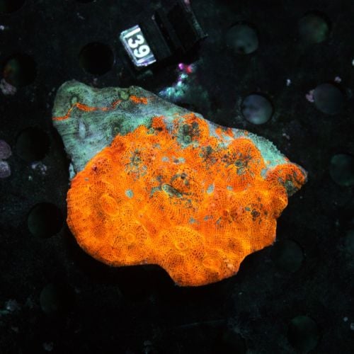 Chalise Gold Blue (L) WYSIWYG