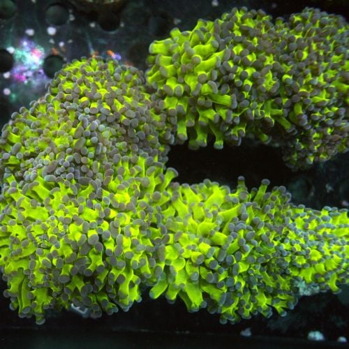 Euphyllia Frogspawn Toxic Green Blue Tip (Price Per Head)