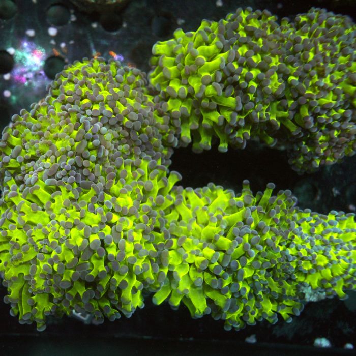 Euphyllia Frogspawn Toxic Green Blue Tip (Price Per Head)