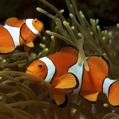 Amphiprion Ocellaris (XL)