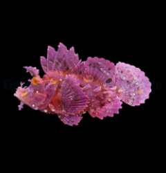 Rhinopias Frondosa (Purple) (L)